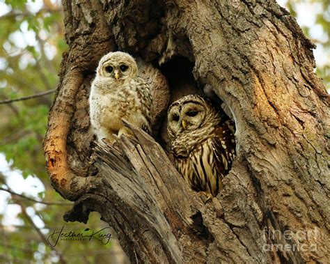 Mama owl - Newsletter signup. Never miss out on the latest news and updates